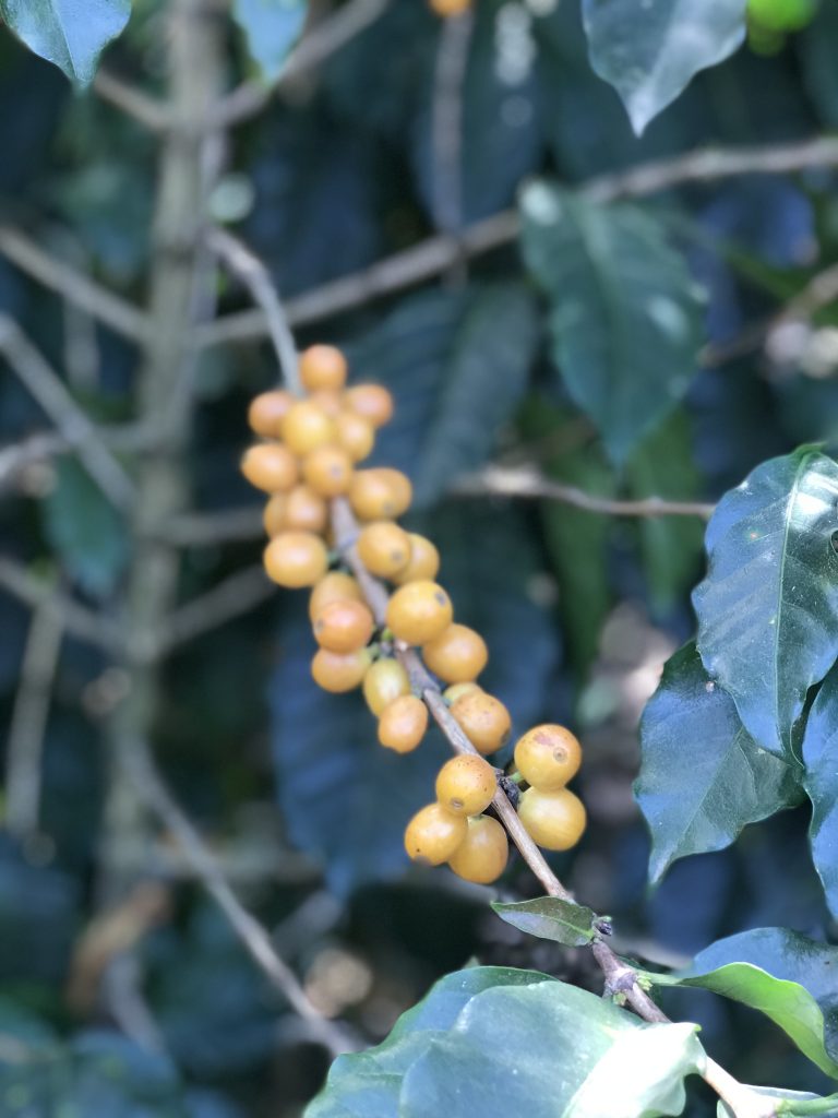 Gule kaffebær fra Brasilien
