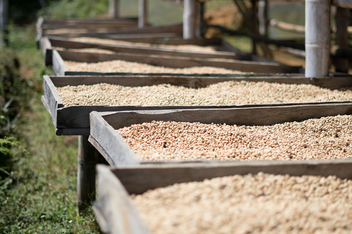 Kaffebønner tørres ved Finca el Marcelo i Colombia