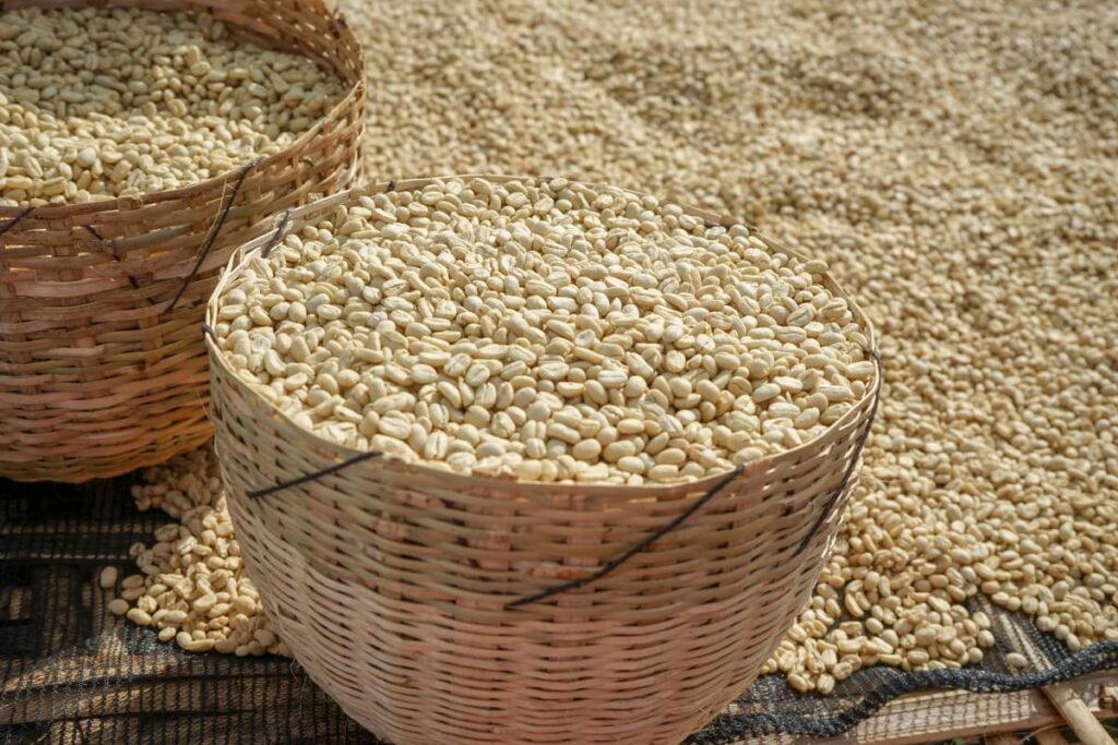 Tørrede kaffebønner i Etiopien